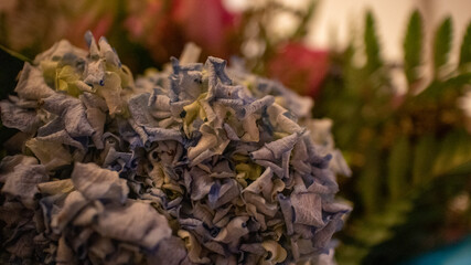 dying flower in pale light