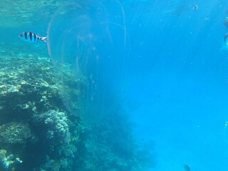Reef with lots of colorful corals and lots of fish in clear blue water in the Red Sea near Hurgharda, Egypt
