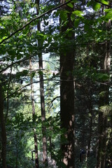 Fototapeta premium Forest with lake in the background.