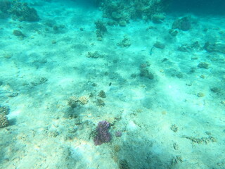 Reef with lots of colorful corals and lots of fish in clear blue water in the Red Sea near Hurgharda, Egypt