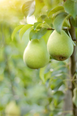 yellow pears on a branch. Harvesting pears. Agriculture and horticulture. close-up of fruit