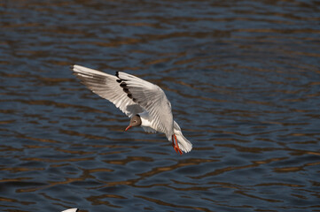 seagull in flight