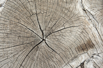 Fototapeta premium Stump of tree, cross section of a tree trunk