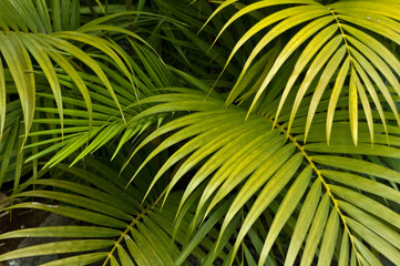 Tropical foliage