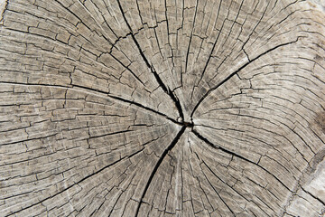 Stump of tree, cross section of a tree trunk
