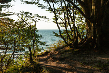 tree growing on a cliff on the seashore