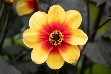 Die kleine bunte Blüte einer Sommerblume