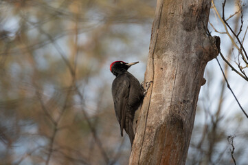 red woodpecker on a branch