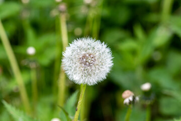 Dandelion on a background of green grass in the park