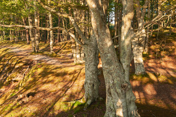 isolated trees growing near the cliff on the seashore, sunny summer afternoon