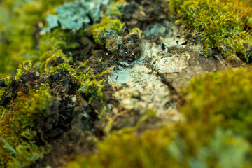 moss on autumn trunk
