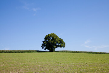 Linde - Baum im Sommer