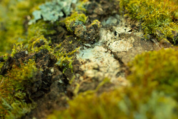 moss on autumn trunk