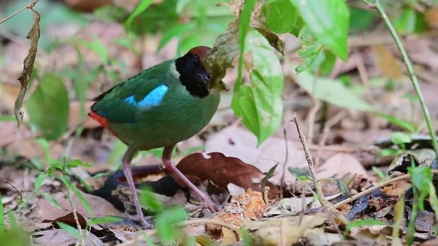 Hooded Pitta, Pitta sordida; hiding behind leaves under a plant, shakes its head and forages for food in front of it as it curiously looks around and up for some danger.