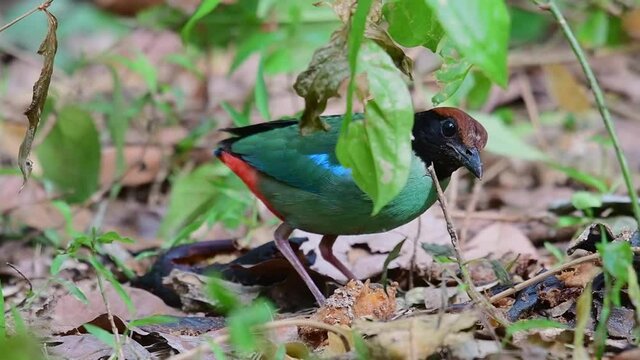 Hooded Pitta, Pitta sordida; this individual seen under a plant and hiding behind some leaves then jumps out to reach out for some food in between fallen dried leaves.