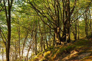 Tree-covered cliff on the Baltic coast, afternoon sunny day,