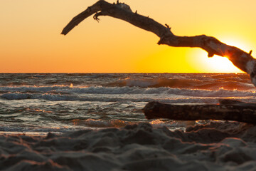 isolated single tree bough against the sea and the setting sun