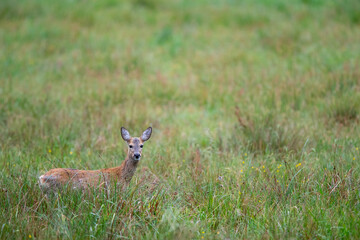 Reh (Capreolus capreolus) im Gras, Müritz NP, Deutschland, Europa