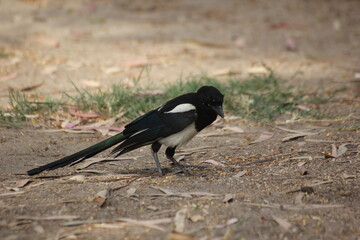 pajaro cabeza negra y plumas blancas, azules y verdes