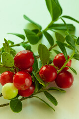 red forest berries, delicious for jams and preserves. isolated on a light background
