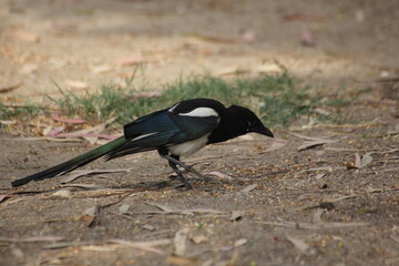 pajaro cabeza negra y plumas blancas, azules y verdes