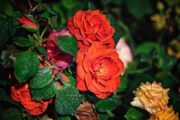 Rose tea-hybrid Terracotta-Orange-red buds
