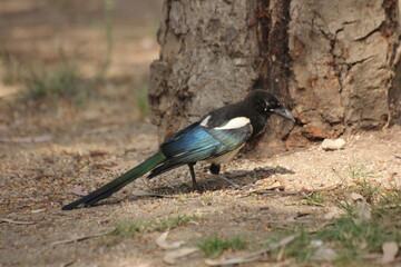 pajaro cabeza negra y plumas blancas, azules y verdes