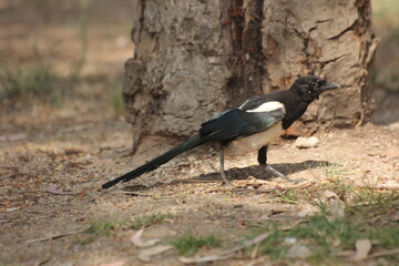 pajaro cabeza negra y plumas blancas, azules y verdes