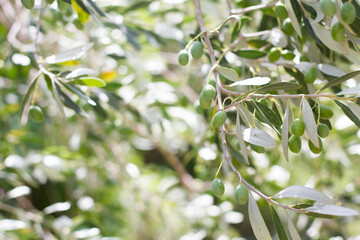 Close up of an olive plant. Old olive trees on a farm. Isolated olive berries and leaves.