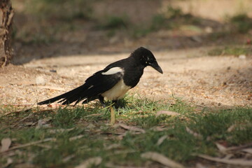 pajaro cabeza negra y plumas blancas, azules y verdes