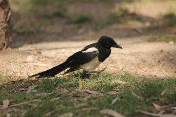 pajaro cabeza negra y plumas blancas, azules y verdes