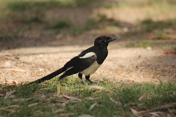 pajaro cabeza negra y plumas blancas, azules y verdes