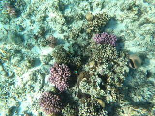 Reef with lots of colorful corals and lots of fish in clear blue water in the Red Sea near Hurgharda, Egypt