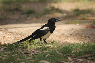 pajaro cabeza negra y plumas blancas, azules y verdes