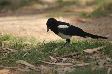 pajaro cabeza negra y plumas blancas, azules y verdes