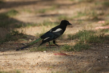 pajaro cabeza negra y plumas blancas, azules y verdes