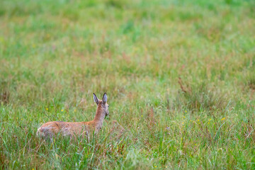 Reh (Capreolus capreolus) im Gras, Müritz NP, Deutschland, Europa