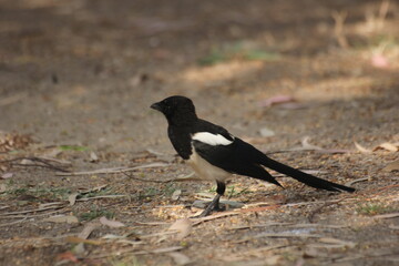 pajaro cabeza negra y plumas blancas, azules y verdes