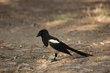 pajaro cabeza negra y plumas blancas, azules y verdes