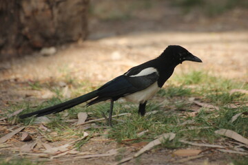 pajaro cabeza negra y plumas blancas, azules y verdes