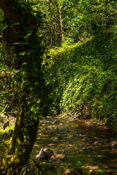 Camino dos Arrieros, Carballi&ntilde;o, Ourense. 