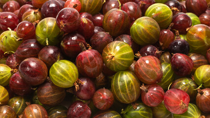 Gooseberry  as a background.