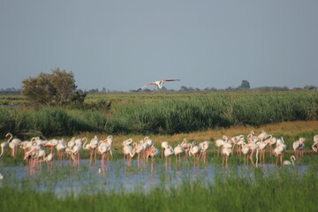 flamencos en humedal del delta del ebro