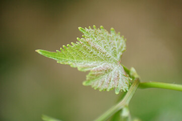 New leaves from grapes and grapes kidney