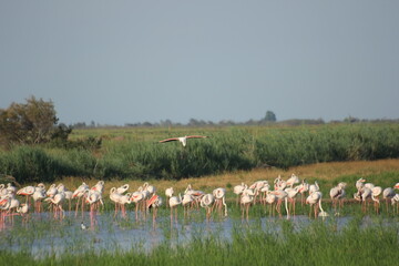 flamencos en humedal del delta del ebro
