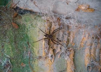 spider in everglades