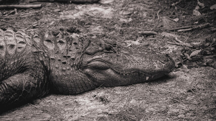 Obraz premium alligator in the everglades