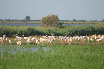 flamencos volando y en un humedal del delta del ebro