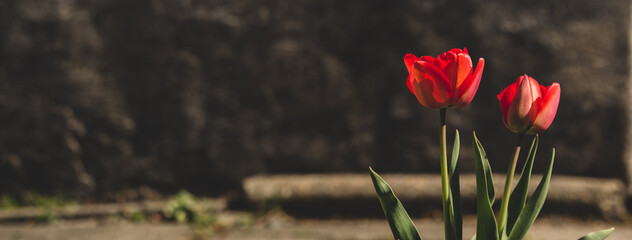 Czerwone tulipany  - obrazy, fototapety, plakaty