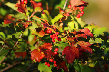 Ripening viburnum bush, with red-green leaves.